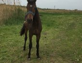 Продам лошадь в Ростове-на-Дону, Продаётся 2х летний жеребец, не заезженный, спокойный