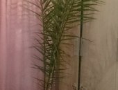 Продам комнатное растение в Иркутске, Пальма финиковая, Ей более 10 лет, Последняя