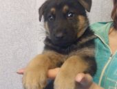 Продам собаку немецкая овчарка в Новомосковске, алиментного щенка ВЕО, рожден 5 апреля