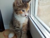Продам кошку, самец в Соликамске, Друзья, помогите пожалуйста найти дом для наших