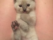 Продам британская, самец в Новосибирске, Британские -сиамские котята, Малыши родились 7
