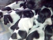 Продам собаку спаниель в Новосибирске, щенки русский, Дата рождения 16, 05, Мальчишки и