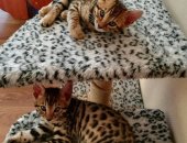 Продам бенгальская, самец в Тольятти, Бенгальский котенок, мальчик, Родился 14 марта