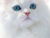 Продам турецкая ангора, самец в Улане-Удэ, Котята Турецкой ангоры, котят породы, Возраст