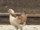 Продам с/х птицу в Новосибирске, Цыплята Фавероль Цыплята фазан Охотничий