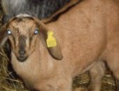 Продам козу в Березниках, Козлики, Без спешки тся козлики 62, 5 от высокоудойных коз