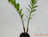 Продам комнатное растение в Димитровграде, крупный клубень замиокулькаса хорошо