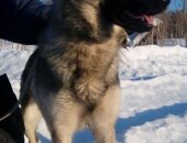 Продам собаку, самец в Санкт-Петербурге, Дарси молодая, ей всего 1, 5 года, Не крупная