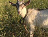 Продам козу в Старом Крыме, козлят, двух козочек и двух козлят возраст 2 месяца