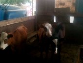 Продам корову в Майртупе, Красностепная, дойная корова вместе с черным теленком, Все 3
