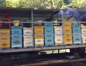 Продам мёд в Краснодаре, опт, розница Своя пасека, Горный 600 р кг, Качка июль, Майский