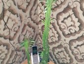 Продам комнатное растение в Сургуте, 1, Молочай трехгранный - 100руб, 2, Шлюмбергера
