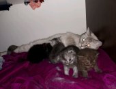 Продам шотландская, самец в Самаре, тся котята, рожденные 15 мая забирать можно в конце