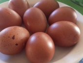 Продам яица в Реже, Яйцо инкубационное, кур породистых -80р, Перепелов Белые