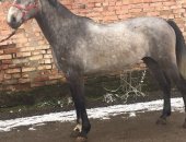 Продам лошадь в Нальчике, Англо-Араб 7 лет находиться в ипподроме обмен на бычков на убой