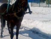 Продам лошадь в Фатеже, русско рысистая кобылу 2года, обучена, тог