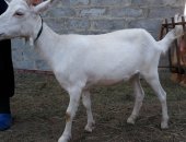 Продам козу в Челябинске, зааненскую возраст 2 года -продана, или поменяю двух