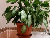 Продам комнатное растение в Саратове, Аглаонема - растения семейства ароидных