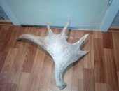 Продам снаряжение для охоты и рыбалки в Волгограде, Рог лося, 5 летний рог лося, один рог