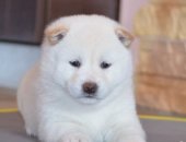 Продам собаку, самец в Москве, Щенки белой сиба ину, 2 месяца щенки кобелек и сучка