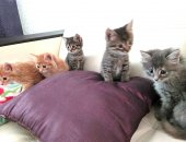 Продам кошку, самец в Боре, Пятеро очаровательных котят ищут добрые хозяйские ручки,