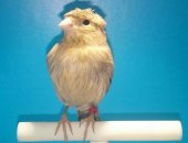 Продам птицу в Нижневартовске, Канарейка, канарейку две самки 2018 года, Птица крепкая