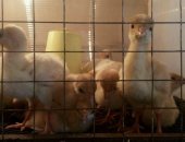 Продам птицу в Сарапуле, Бронза 708 Франция тяжелый кросс за 4 -6 месяцев вырастают