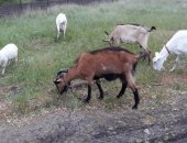 Продам козу в Каменске-Шахтинском, Породистые козы, тся породистые козы зааненская