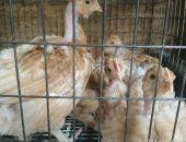 Продам с/х птицу в Ногинске, подрощенных рыжих цыплят породы голошейка яично мясные вывод