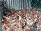 Продам птицу в Калининской, населению кур-несушек яичных пород с доставкой по краю от