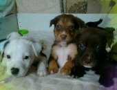 Продам собаку в Сочи, Ищем дом для супер щенков, Родились в ветклинике 9 апреля 9 штук