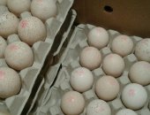 Продам яица в Астрахани, Привезем в Астрахань под заказ инкубационное яйцо бройлера