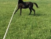 Продам лошадь в Армавире, Продаётся Кабардиский жеребчик, 8 месяцев, рост в холке 1,