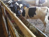 Продам корову в Липецке, тся телята бычки С Фермерского хозяиства голштины покрытые