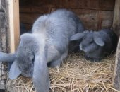 Продам заяца в Парфине, готовятся к продаже крольчата 21 июня будет 2мес по 500р каждый