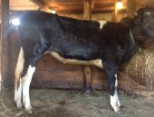 Продам корову в Речицы, Великолепная, перспективная, здоровая, покрытая быком тёлка