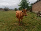 Продам корм для грызунов в Грозном, Корова и телочка 1 месяц, корову 3 раз отелилась
