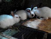 Продам заяца в Высокой Горе, Продается смешанные кролики! Шиншила беременая от полтавское