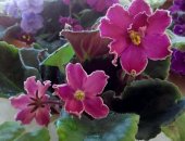 Продам комнатное растение в Хабаровске, Фиалка с крупными цветами редкой красоты, даёт