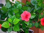 Продам комнатное растение в Ярославле, Гибискус китайская роза, Гибискус куст :ширина