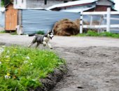 Продам собаку сибирская хаски, самец в Новосибирске, недорого тся красивые голубоглазые