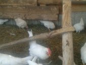 Продам птицу в Астрахани, Петушки Леггорн, 2, 5 месяца, Уже кукарекают, Чистое содержание