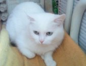 Продам кошку, самка в Воронеже, Кошечка живет у старушки, которая подбирает кошек
