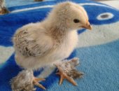 Продам с/х птицу в Новоаннинском, Цыплята Брама, тся подрощенные 2-х недельные цыплята