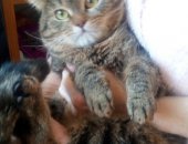 Продам кошку, самец в Воронеже, Котику 2-3 года, Был подобран на улице бабушкой, но у нее