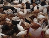 Продам птицу в Боре, Птенцы разных пород кур и петушков более 10 Возраст 2, 5 мес, 280