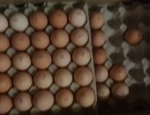 Продам с/х птицу в Астрахани, Фото с печатью Кобб 500 последнее, чешское яйцо все с