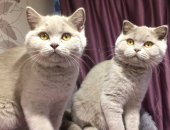 Продам шотландская, самец в Москве, Шотландские клубные котята готовы к переезду в новый