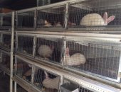 Продам заяца в Чкаловске, Xyplus и Хиколь, срочна мини кролик Ферма 14 штук самка 1 самец