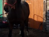 Продам лошадь в Барабинске, жеребца и кобылу орловской рысистой породы, жеребцу 6 лет